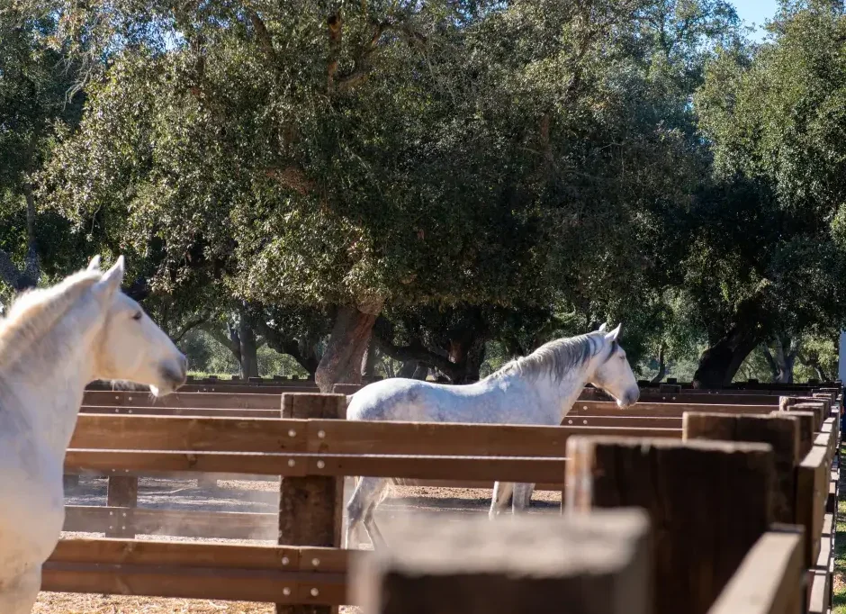 Lusitano horses in the stud farm paddocks